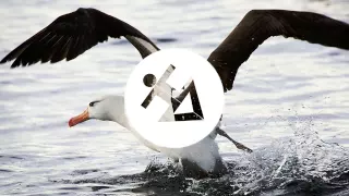 AronChupa - I'm An Albatraoz (DJ-Z Bounce Remix) + SUBS | Jumping Sounds