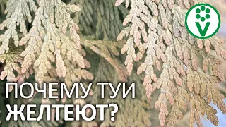 ТУИ ВЕСНОЙ ПОЖЕЛТЕЮТ И ОСЫПЯТСЯ! Почему буреет хвоя здоровых туй?