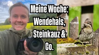 Eine besondere Woche: Wendehals, Steinkauz, Gartenrotschwanz & Co. 🤯🌸🦉