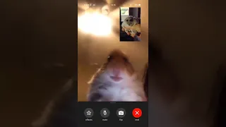 hamster calling