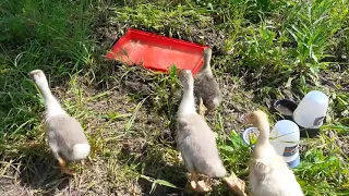 Bathing goslings