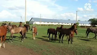 на этом видео легко отличить кобылок от жеребчиков по манере возвращение с пастбища.