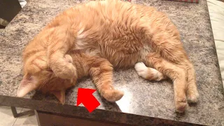 Orange Tabby Cat having a dream on kitchen counter