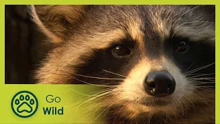 The hidden world of raccoons | Go Wild