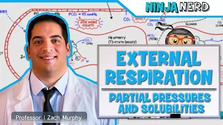 Respiratory | External Respiration: Partial Pressures & Solubilities