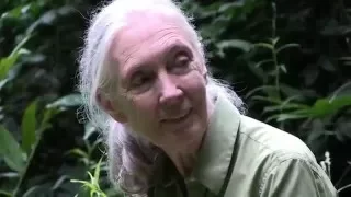 Dr. Jane Goodall and Her Chimps 🐵