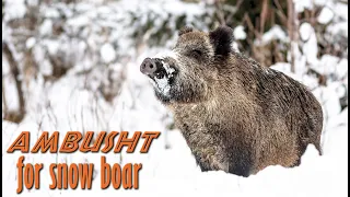 Wild boar hunt in winter - Ambush for snow boar - BH 13