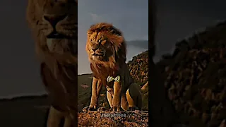 Shere Khan vs Mufasa (live action)