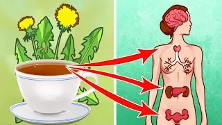 7 Reasons You Should Drink A Cup Of Dandelion Tea Everyday