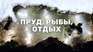 Небольшой пруд у дома с рыбой. Для осетров и карпов кои. Готовка осетрины в тандыре