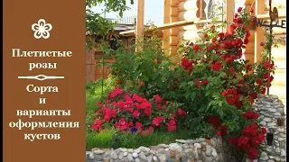 ❀ Плетистые розы: сорта и варианты оформления кустов