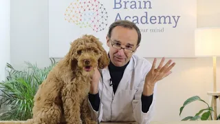 9 brain benefits of owning a dog