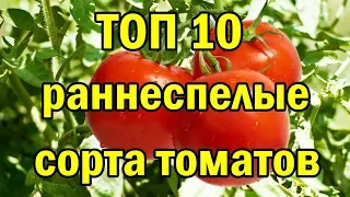 ТОП 10 раннеспелые сорта ТОМАТОВ.