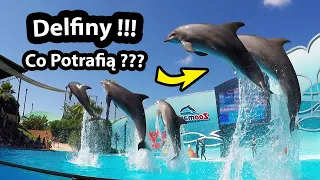 Delfiny w Portugalii !!! - Jak wygląda ZooMarine i ile Kosztuje? (Vlog #309)