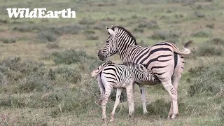 WildEarth - Sunset Safari - 18 Jan 2023