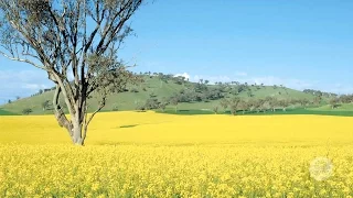 Australia's biodiversity: farming, pastoralism and forestry