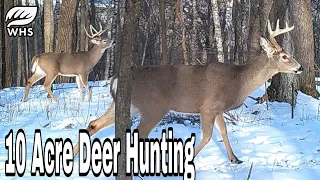 3 Best 10 Acre Deer Habitat Setups