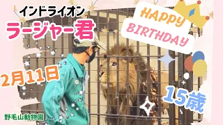 2月11日はラージャー君のお誕生日💓おめでとう🎉大好きな飼育員さんとの素敵な時間❤️短い動画です✨ #インドライオン ＃ライオン ＃ラージャー