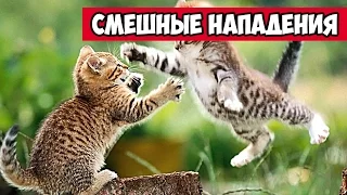 Смешные нападения животных, котов, собак и других | Bazuzu Video ТОП подборка май 2017