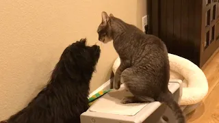 Havanese dog invites cat to play