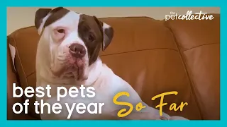 Best Pets Of The Year...So Far: PART I (2020)