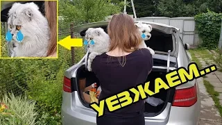 КОТ ПЛАЧЕТ! КЕВИН УЕЗЖАЕТ