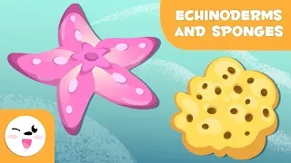 Echinoderms and sponges for kids - Invertebrate animals - Natural Science for kids