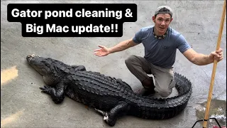 Gator pond cleaning & Big Mac update!
