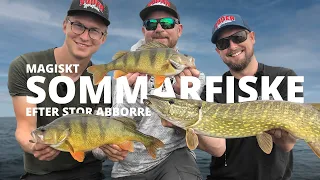 Magiskt sommarfiske efter stor Abborre | Sportfiskeprylar.se