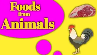 Food from Animals Lesson for Kids