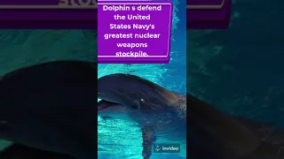 Dolphin s defend USA Navy 's greatest nuclear weapons stockpile.#US MILITARY#DOLPHINS #OCEAN#US NAVY
