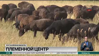 Племенной центр по разведению уникальной породы овец организовал житель Костанайской области