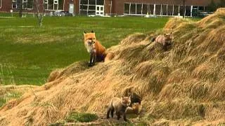 Mother fox and babies