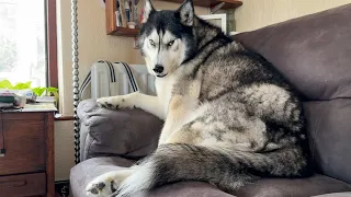 SMUG Husky Makes Himself Comfy in His Nan’s Seat! He’s So Proud!