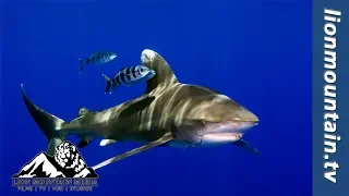 Oceanic Whitetip Shark gets too close for comfort.