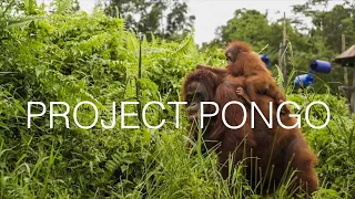 PROJECT PONGO (As seen on BBC)