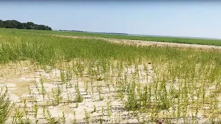 КАХОВСЬКЕ ВОДОСХОВИЩЕ зараз. Великий Луг. Оновлення