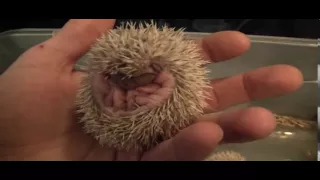 Pygmy Hedgehog Babies Update - 12 days old!