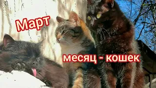 Весна. Мартовские коты. Кошачья любовь весной. Животный мир. Поглядели.