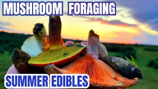 Wild Edible Mushroom Foraging in the UK (Summer 2023)