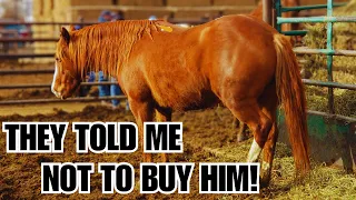 I bought him anyway~ UNTRAINABLE auction horse ~ Transformation ❤️ Goose's Story ❤️