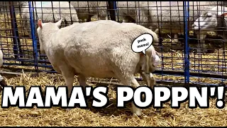 A LAMBING EXPLOSION!!🤰💣🤱 | these mama's be poppin' now! 🍿 | VLOGMAS 2021 | Vlog 523