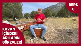 KOVAN İÇİNDEKİ ARILARIN GÖREVLERİ? ANA ARI, ERKEK ARI, İŞÇİ ARI | ÜCRETSİZ ARICILIK EĞİTİMİ 9.DERS