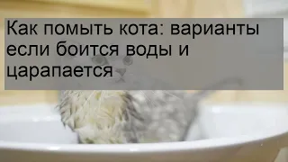 Как помыть кота: варианты если боится воды и царапается