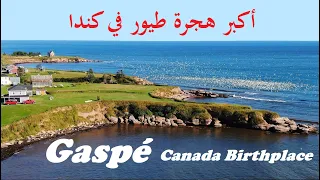 أجمل شاطئ في كيبيك جاسبي، مكان ولادة كندا | Gaspé