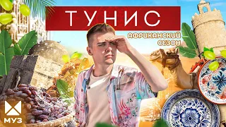 ТУНИС | Сокровища в пустыне, Голливуд на барханах и котики