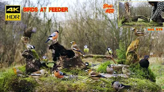 Birds at natural feeder BTS feeder rebuild - 4K HDR - CATs tv