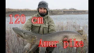 Mongolia 2018 - Amur pike 120 cm, Khalkhyn river fishing expedition