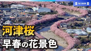 河津桜、春の「2本線」　静岡で見ごろ、今年の満開は少し遅め