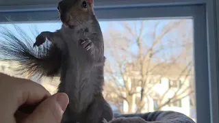 Cole the Squirrel - Morning routine